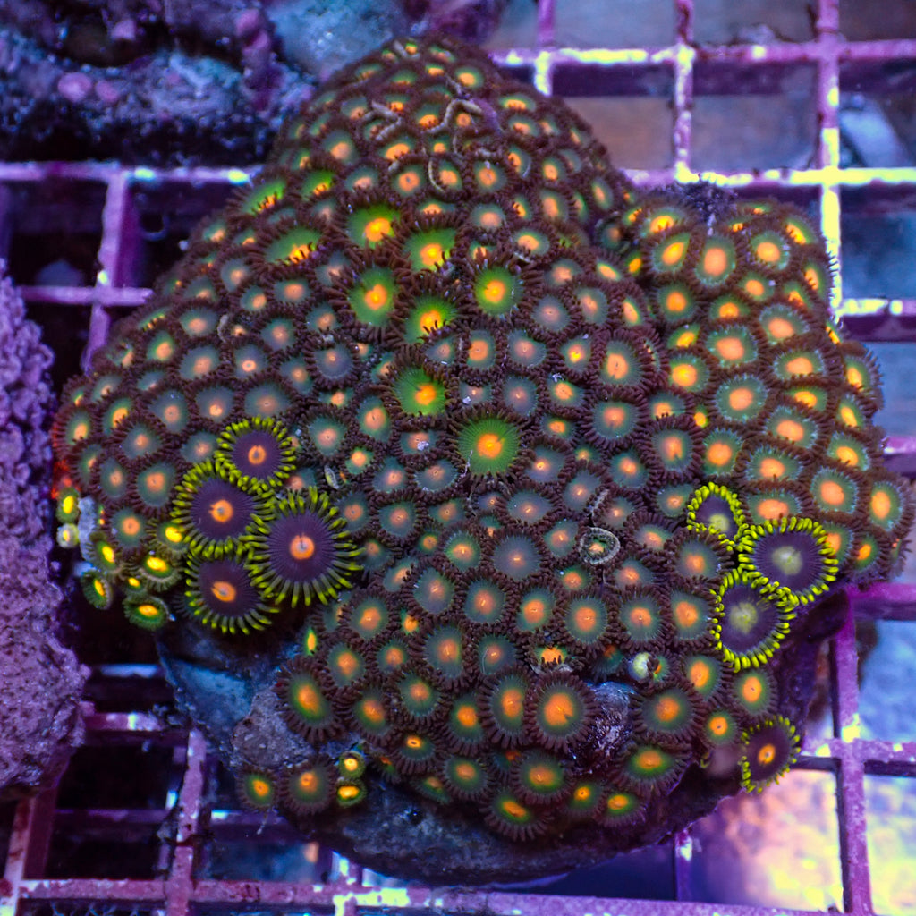 WYSIWYG Rainbow Zoa Combo Colony - Corals Anonymous