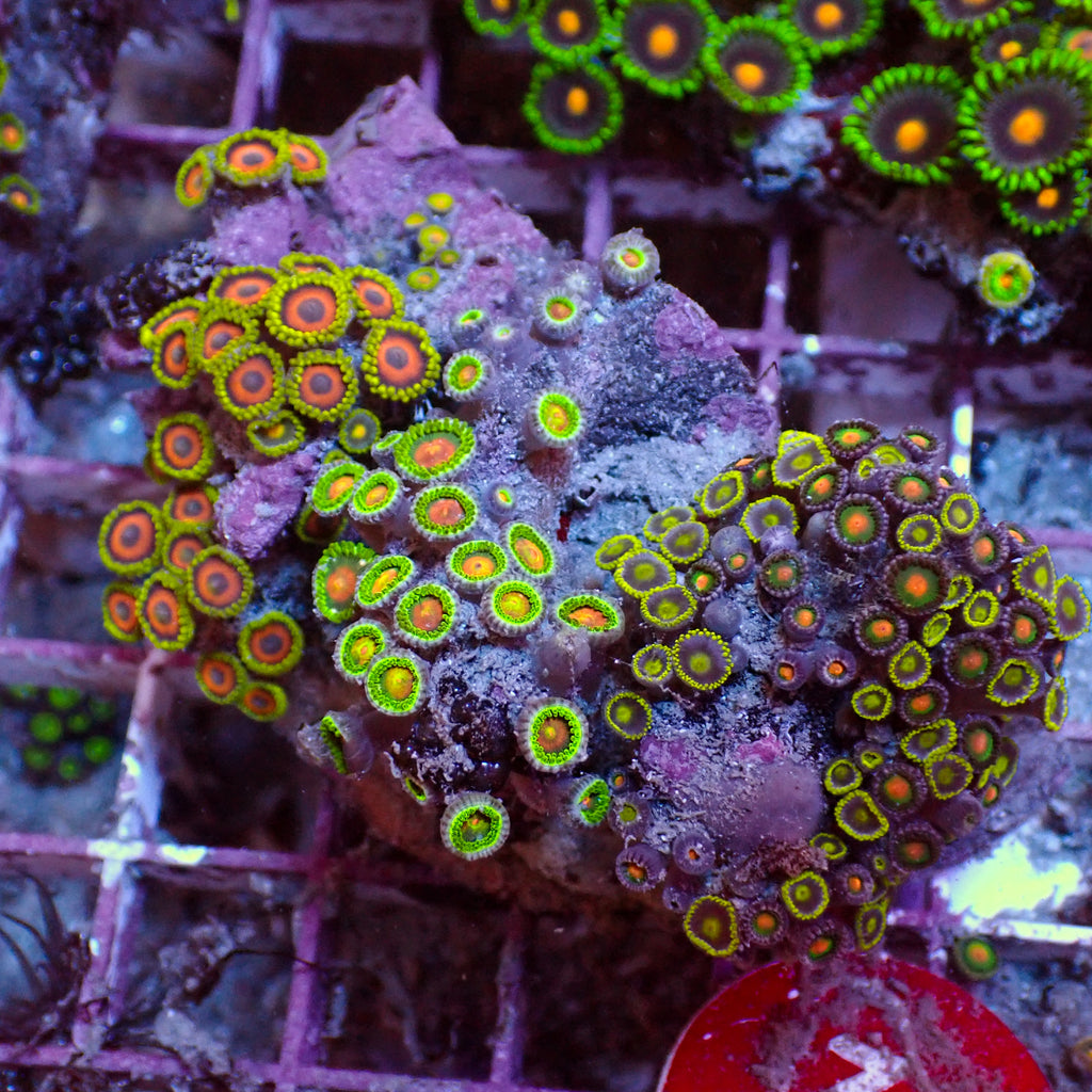 WYSIWYG Rainbow Zoa Combo Colony - Corals Anonymous