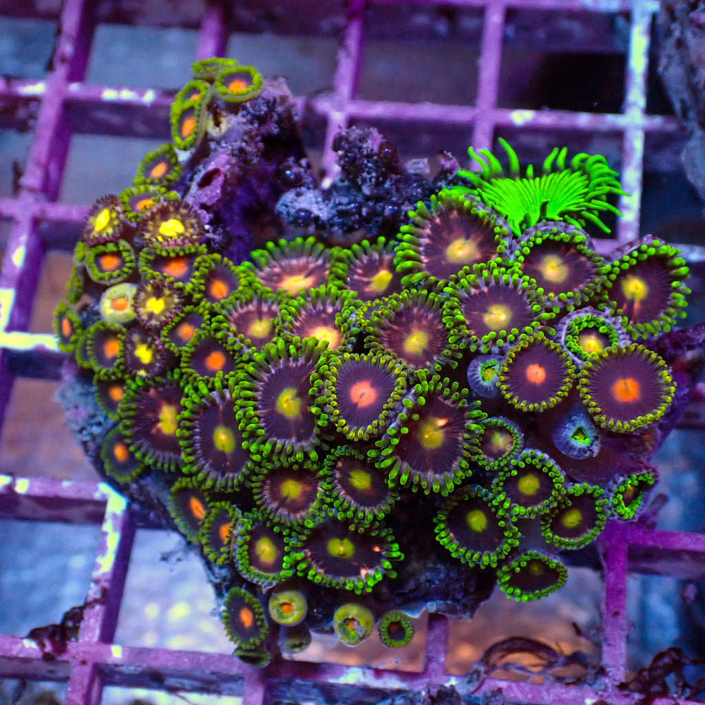 WYSIWYG Rainbow Zoa Combo Colony - Corals Anonymous