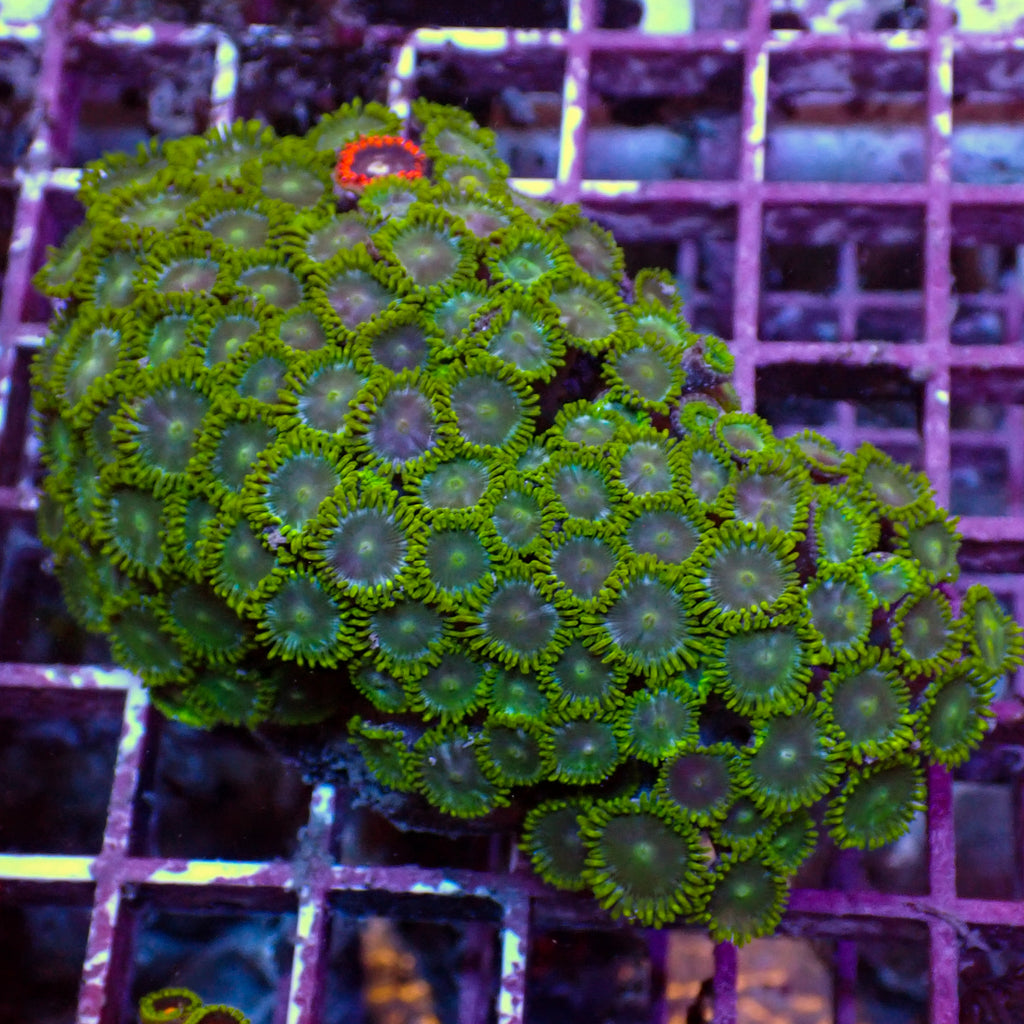 WYSIWYG Rainbow Zoa Combo Colony - Corals Anonymous