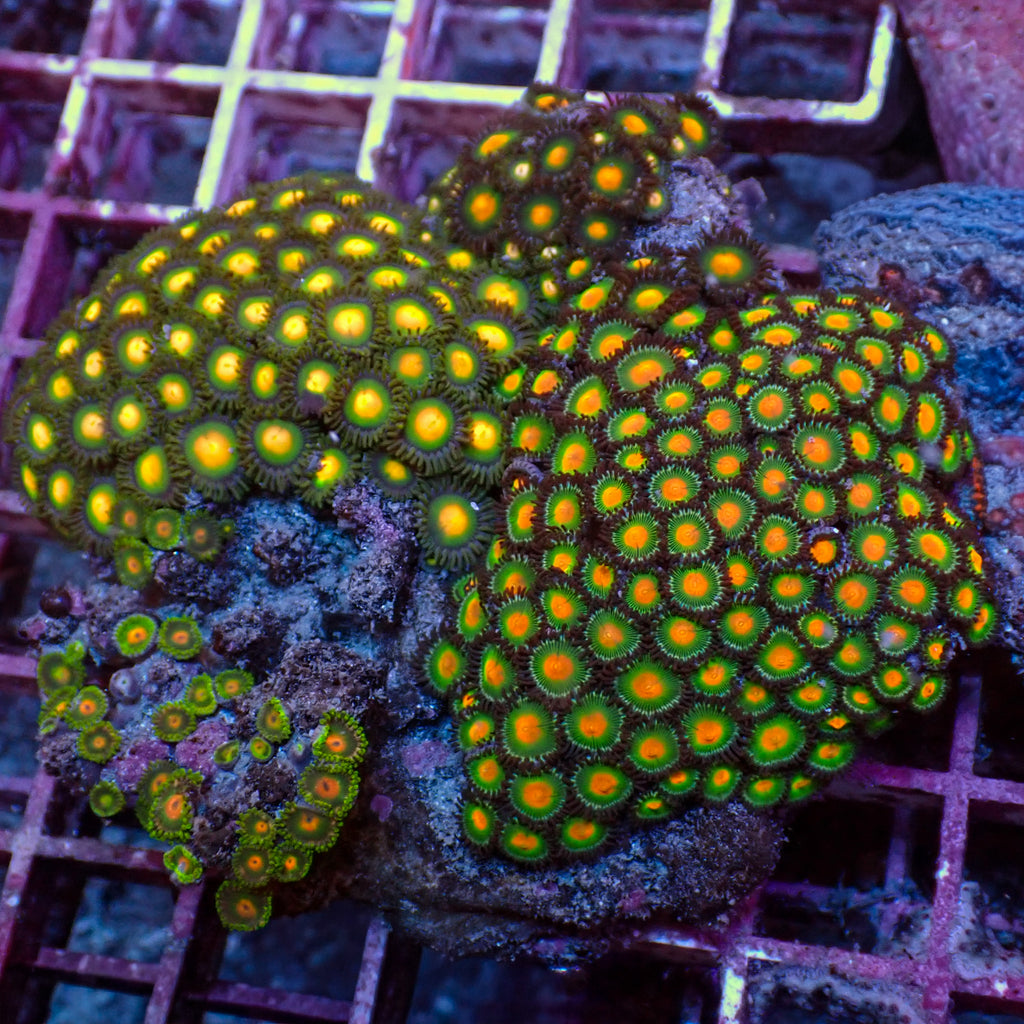 WYSIWYG Rainbow Zoa Combo Colony - Corals Anonymous