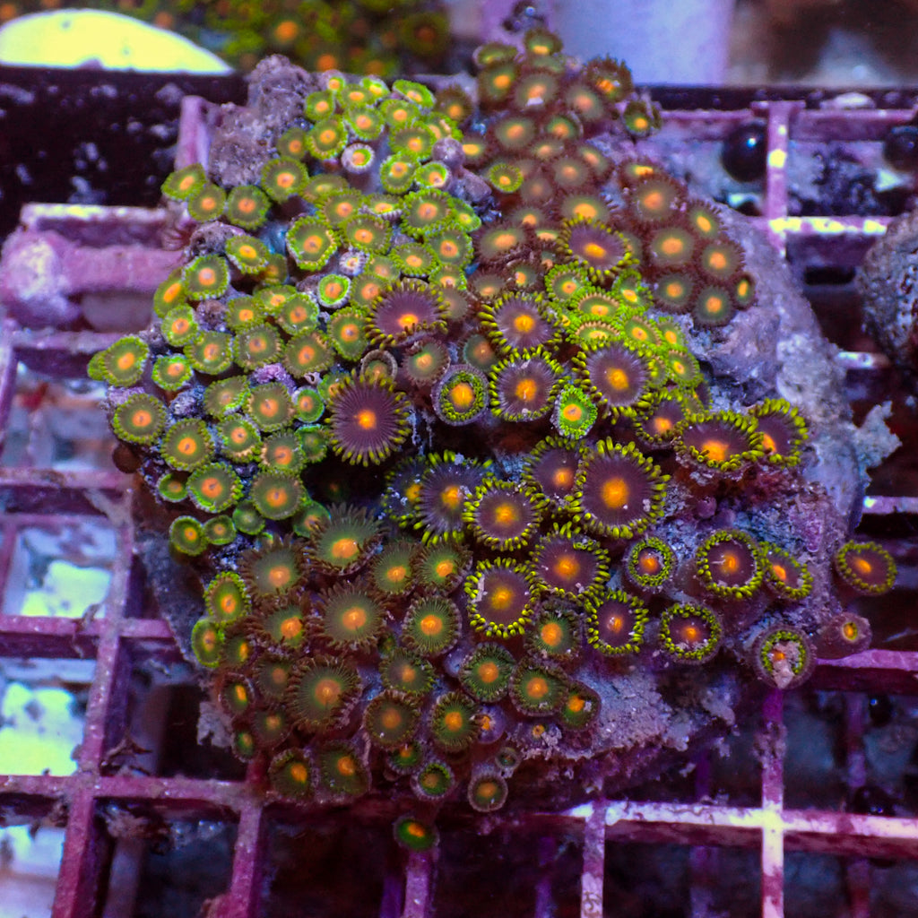 WYSIWYG Rainbow Zoa Combo Colony - Corals Anonymous