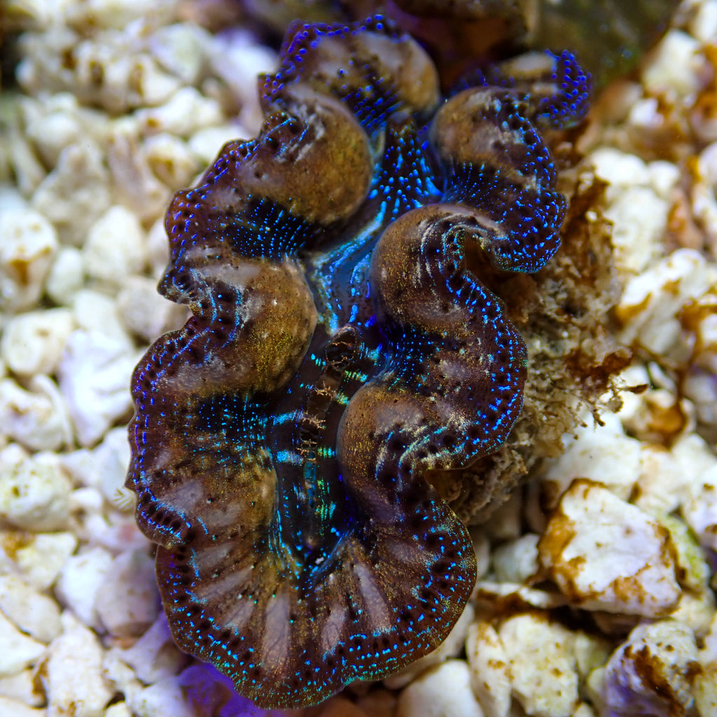 WYSIWYG Gold Rim Multicolor Crocea Clam - Corals Anonymous