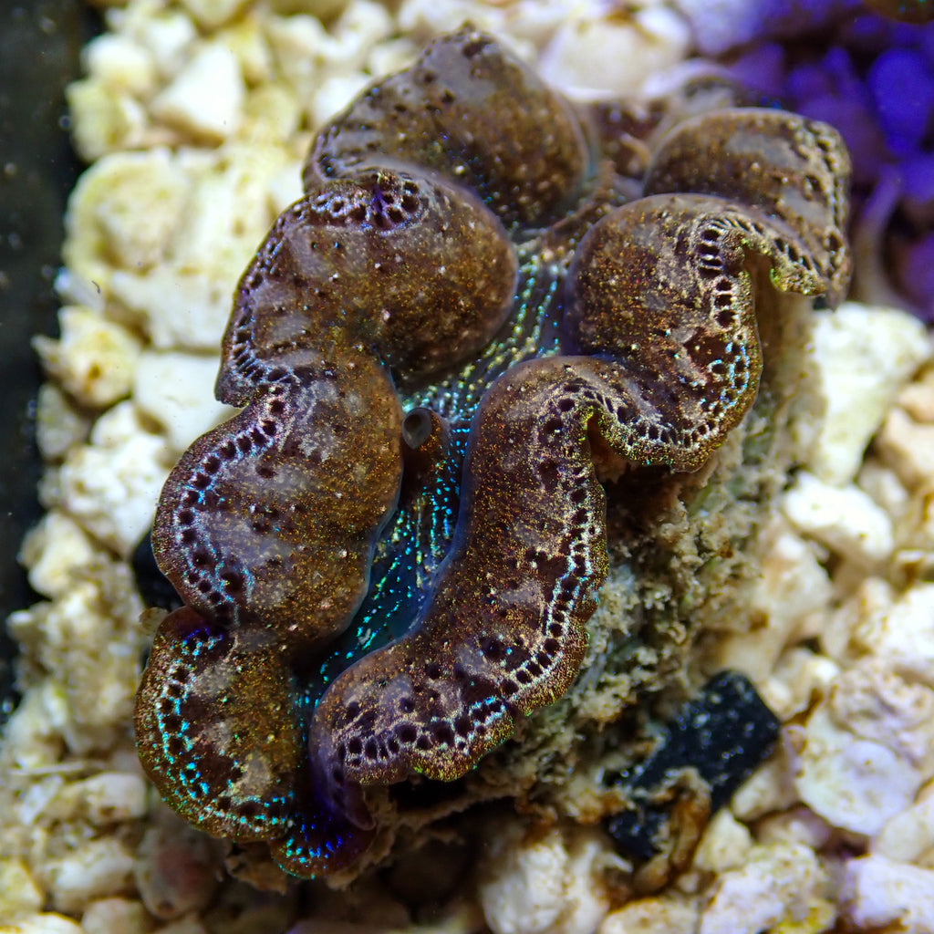 WYSIWYG Gold Rim Multicolor Crocea Clam - Corals Anonymous