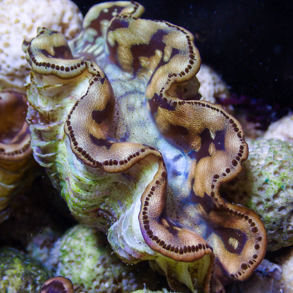 WYSIWYG Multicolor Maxima Clam (1.5-2") - Corals Anonymous