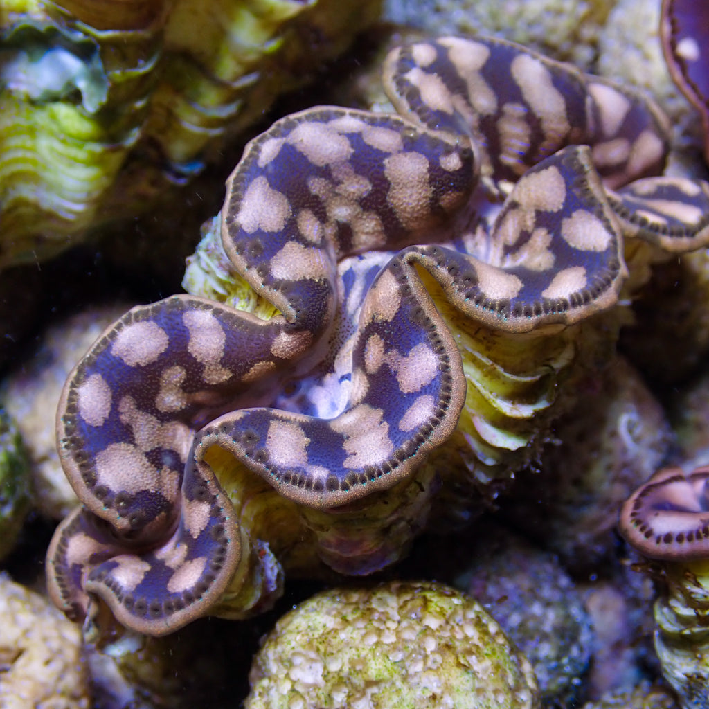 WYSIWYG Multicolor Maxima Clam (1.5-2") - Corals Anonymous