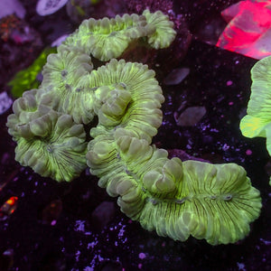 WYSIWYG Neon Fox Coral (5-6")