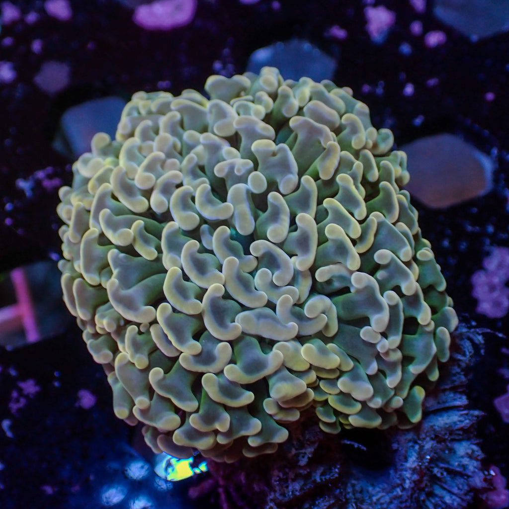WYSIWYG Multicolor Wall Hammer (1-2") - Corals Anonymous