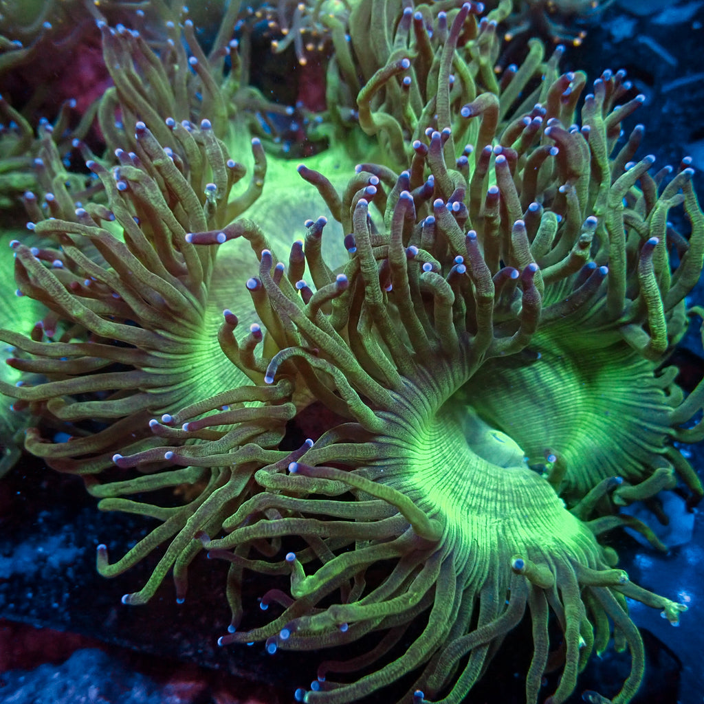 WYSIWYG XL Aussie Blue Tip Elegance Colony (6-7") - Corals Anonymous