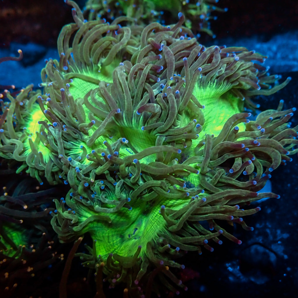 WYSIWYG Aussie Blue Tip Elegance Colony (4-5") - Corals Anonymous