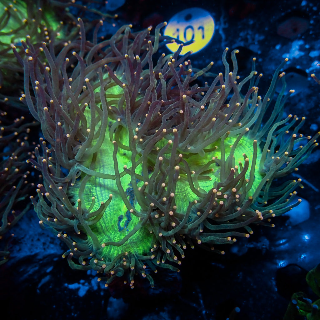 WYSIWYG Aussie Peach Tip Elegance Colony (4-5") - Corals Anonymous