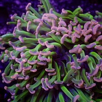 WYSIWYG Aussie Green Stem Pink Wall Hammer (4-5") - Corals Anonymous
