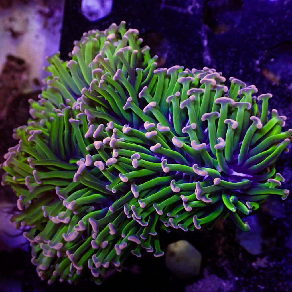 WYSIWYG Aussie Green Stem Pink Wall Hammer (4-5") - Corals Anonymous