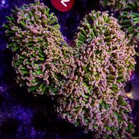 WYSIWYG Aussie Green Stem Pink Wall Hammer (6-7") - Corals Anonymous
