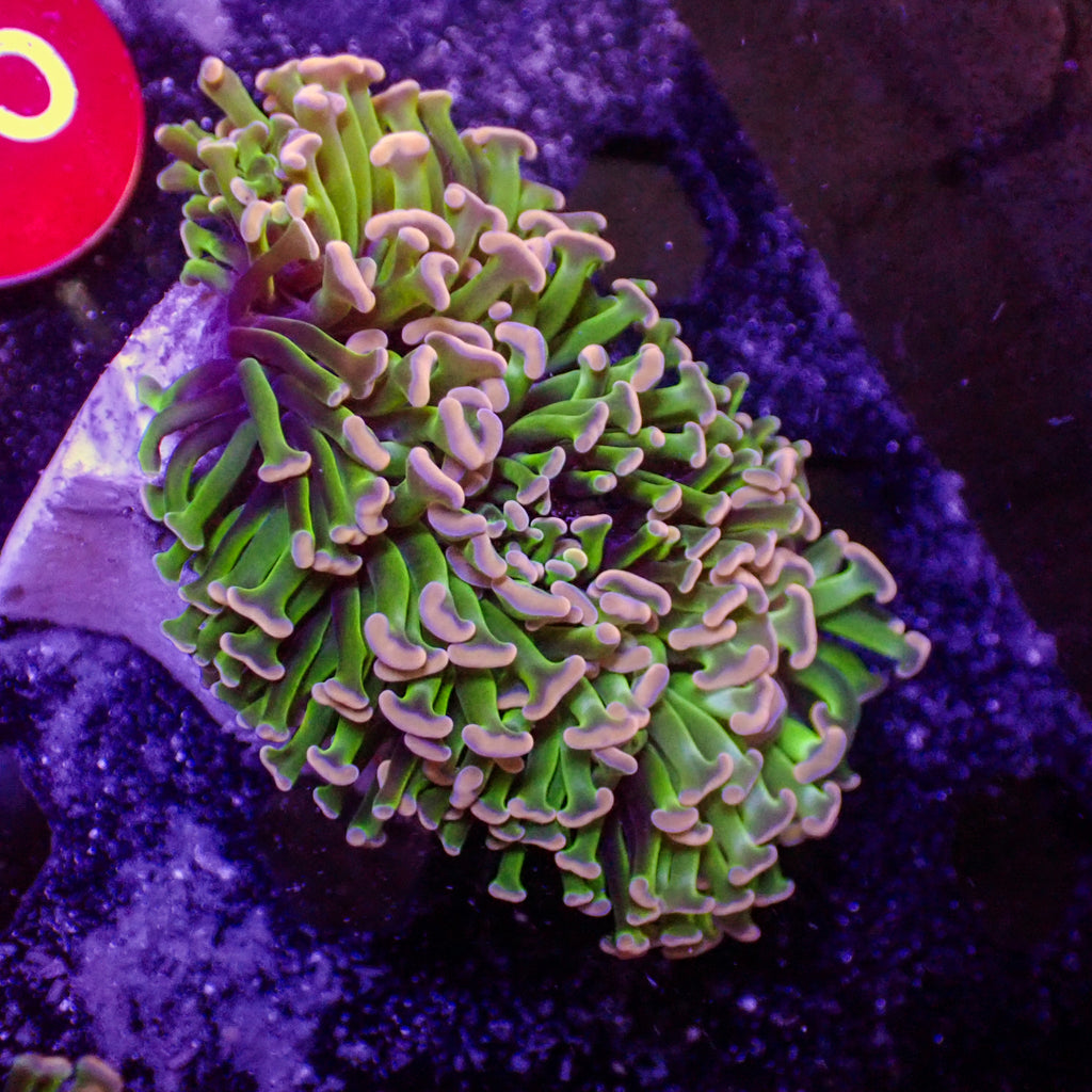 WYSIWYG Aussie Green Stem Pink Wall Hammer (2-3") - Corals Anonymous