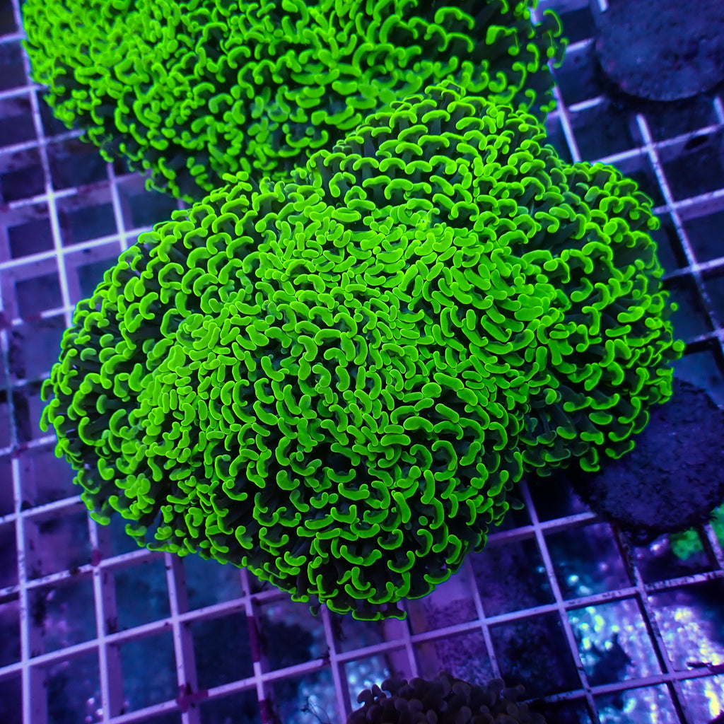 WYSIWYG Aussie Neon Green Wall Hammer (4-5") - Corals Anonymous