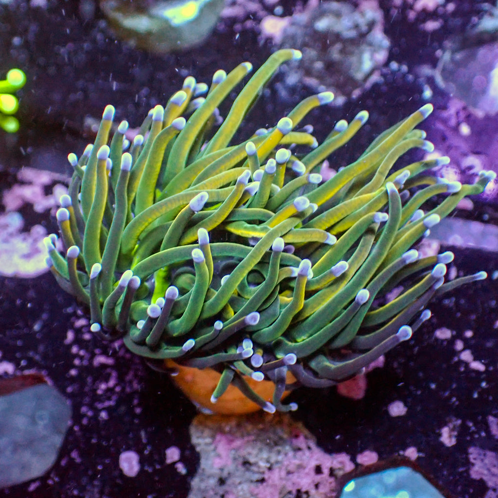 WYSIWYG Indo Holy Grail Gold Torch - Corals Anonymous