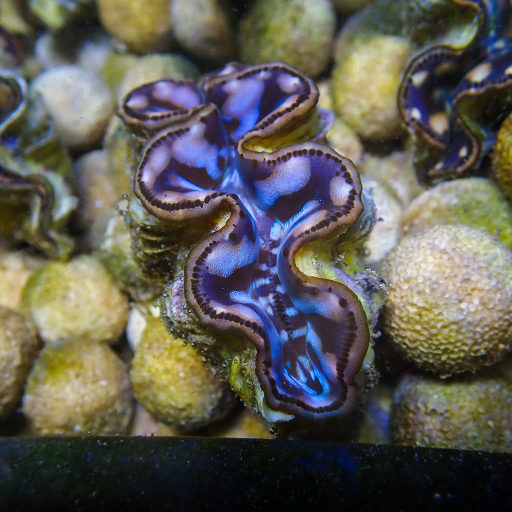 WYSIWYG Multicolor Blue Maxima Clam (1.5-2") - Corals Anonymous