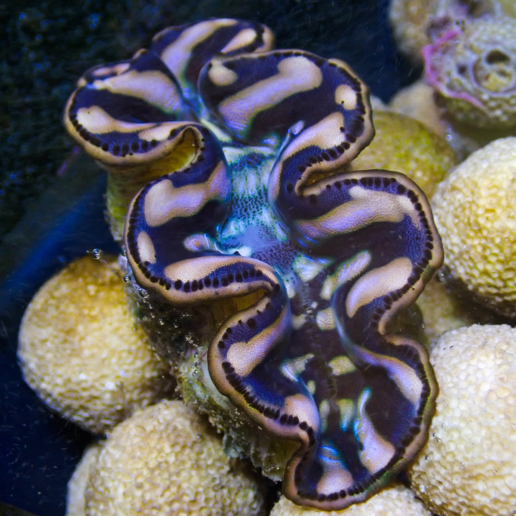 WYSIWYG Multicolor Blue Maxima Clam (1.5-2") - Corals Anonymous