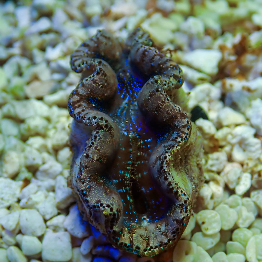 WYSIWYG Multicolor Blue Crocea Clam - Corals Anonymous