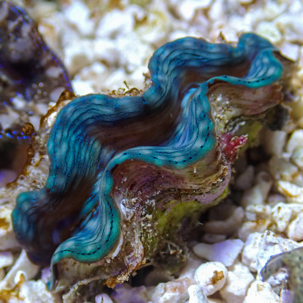 WYSIWYG Ultra Blue Tridacna Squamosa Clam (1-1.5") - Corals Anonymous