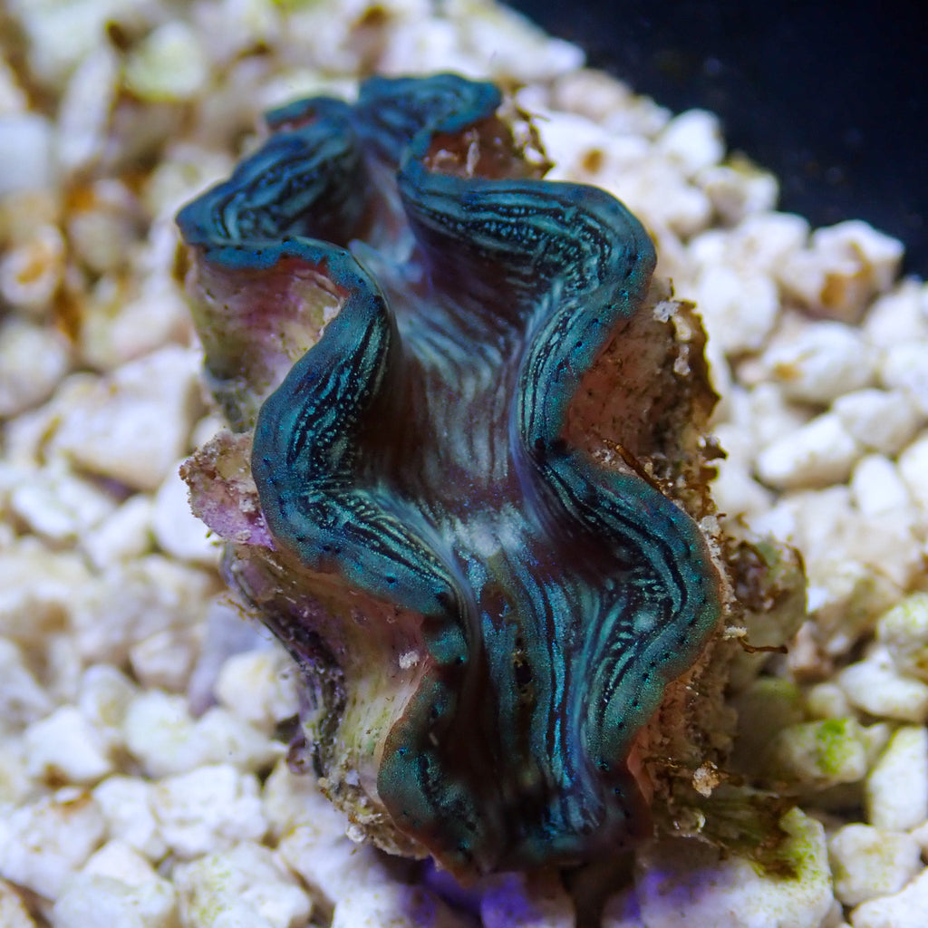 WYSIWYG Ultra Blue Tridacna Squamosa Clam (1-1.5") - Corals Anonymous