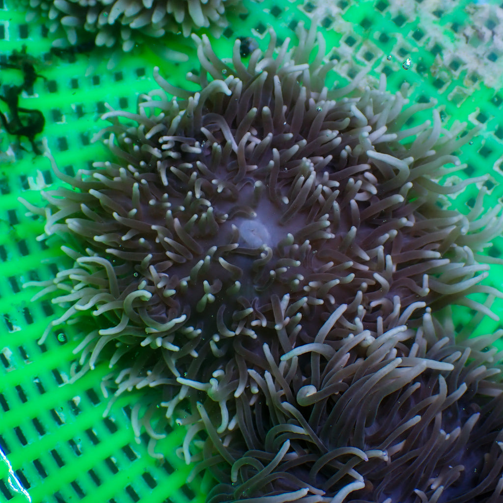 White Tip Sebae Anemone - Corals Anonymous