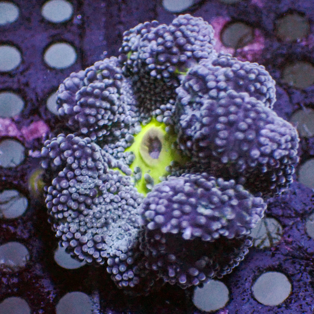 WYSIWYG Nano Blue Mint Haddoni Carpet Anemone (1-3”)