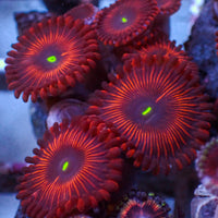 Red People Eater Paly (10-15 Polyps colony)
