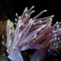 CA Starlight Cespitularia Soft Coral
