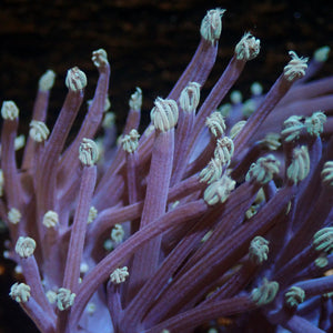 CA Starlight Cespitularia Soft Coral