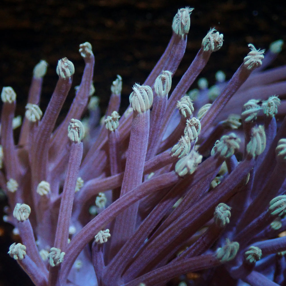 CA Starlight Cespitularia Soft Coral