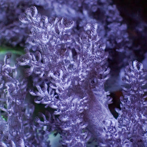 Blue Colt Soft Coral Colony