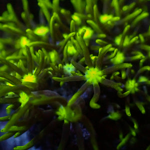 Metallic Green Center Star Polyps Coral