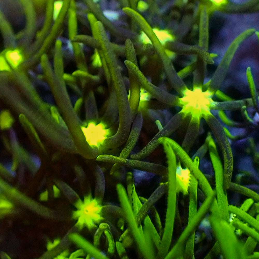 Metallic Green Center Star Polyps Coral