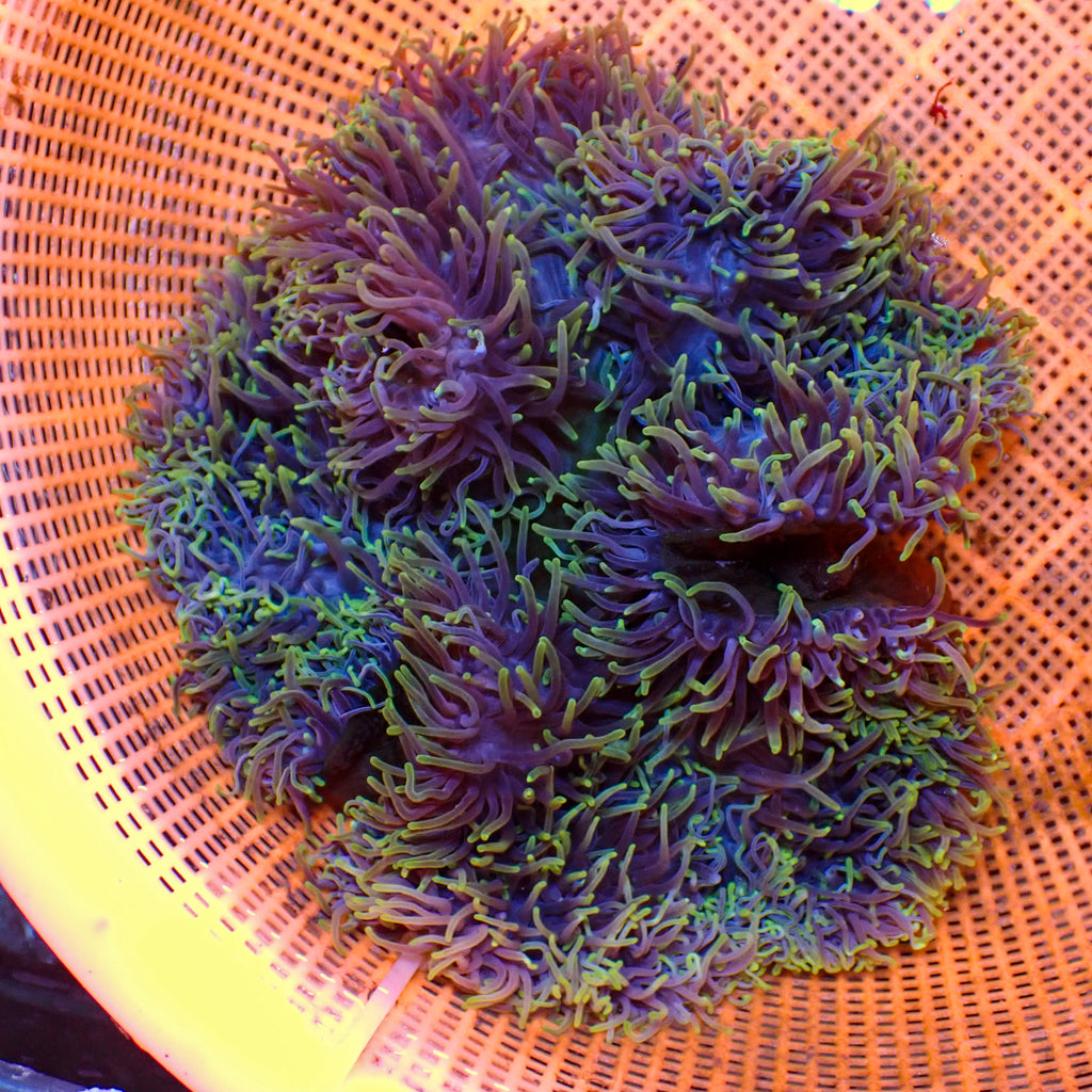 WYSIWYG Rainbow Neon Green Tip Ritteri Anemone (10-12") - Corals Anonymous