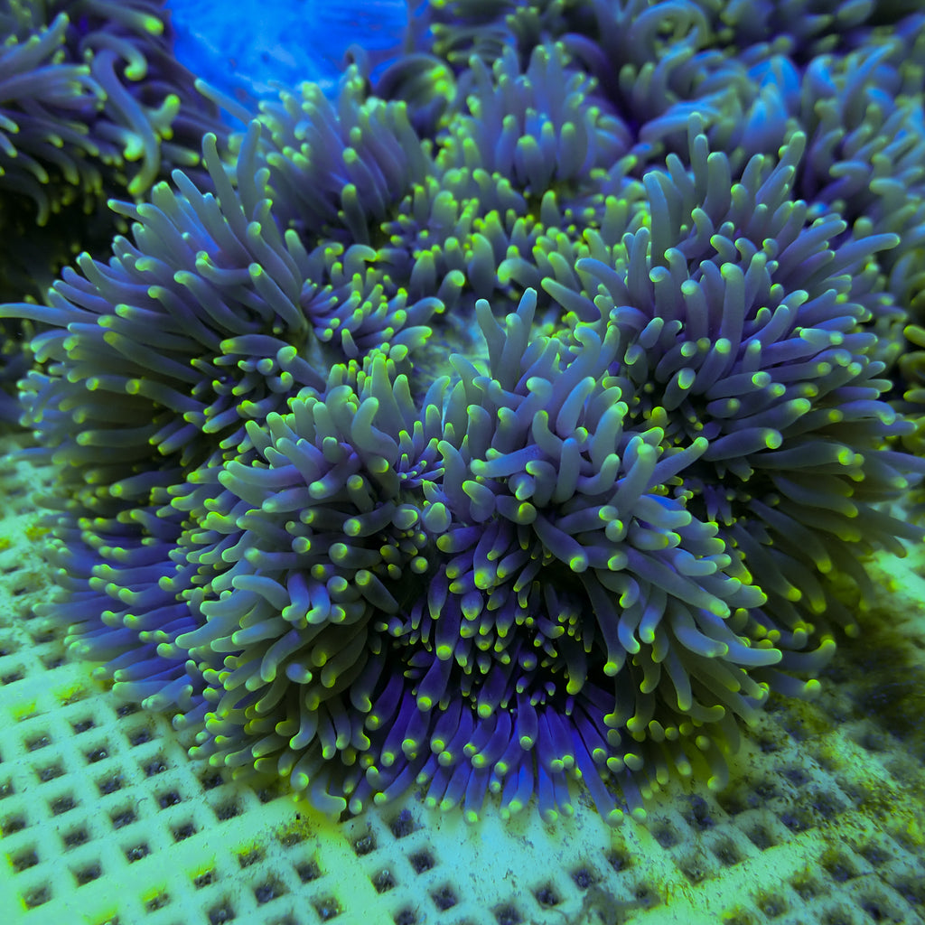 Yellow Tip Purple Sebae Anemone (4-5”) - Corals Anonymous