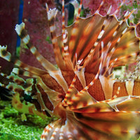 WYSIWYG Red Dwarf Lion Fish ( 2.5-3.5", Venomous) - Corals Anonymous

