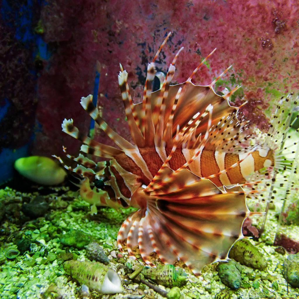 WYSIWYG Red Dwarf Lion Fish ( 2.5-3.5", Venomous) - Corals Anonymous