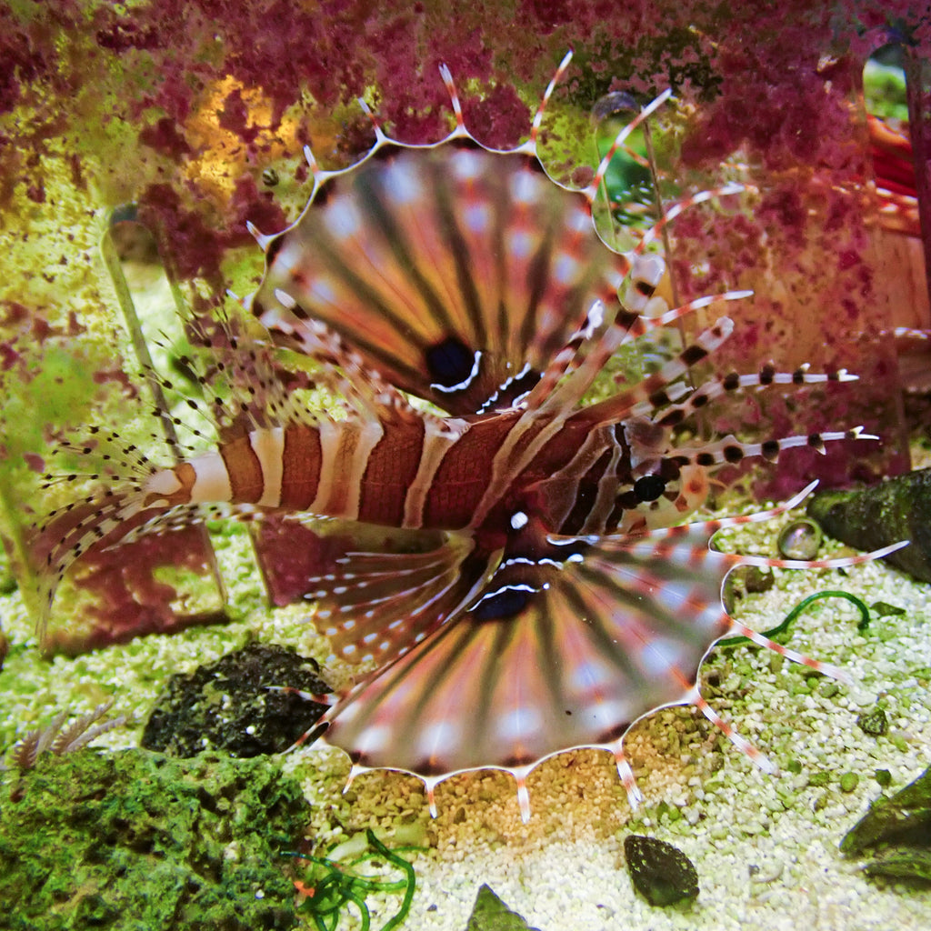 WYSIWYG Red Dwarf Lion Fish ( 2.5-3.5", Venomous) - Corals Anonymous