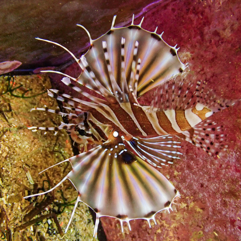 WYSIWYG Dwarf Lion Fish ( 2.5-3.5", Venomous) - Corals Anonymous