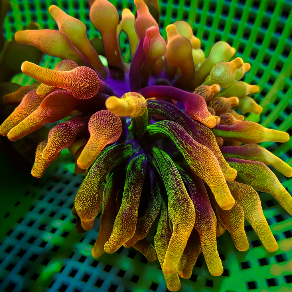 WYSIWYG Chimera Chicago Sunburst Bubble Tip Anemone (3-5") - Corals Anonymous