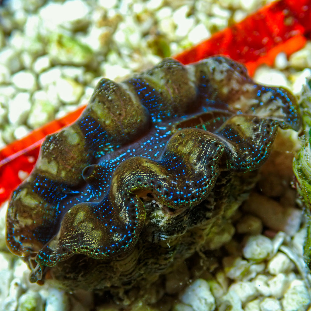 WYSIWYG Gold Rim Multicolor Crocea Clam - Corals Anonymous