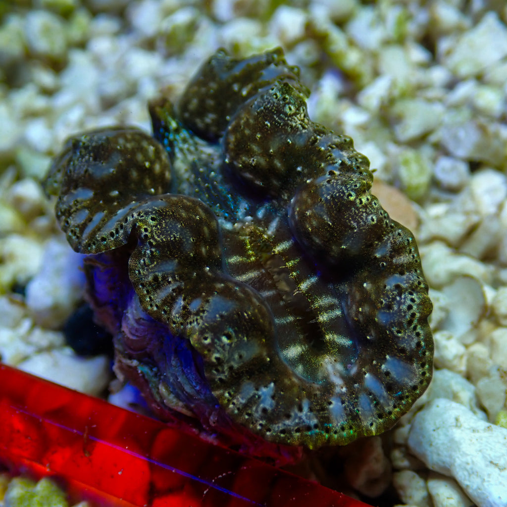 WYSIWYG Multicolor Blue Crocea Clam - Corals Anonymous