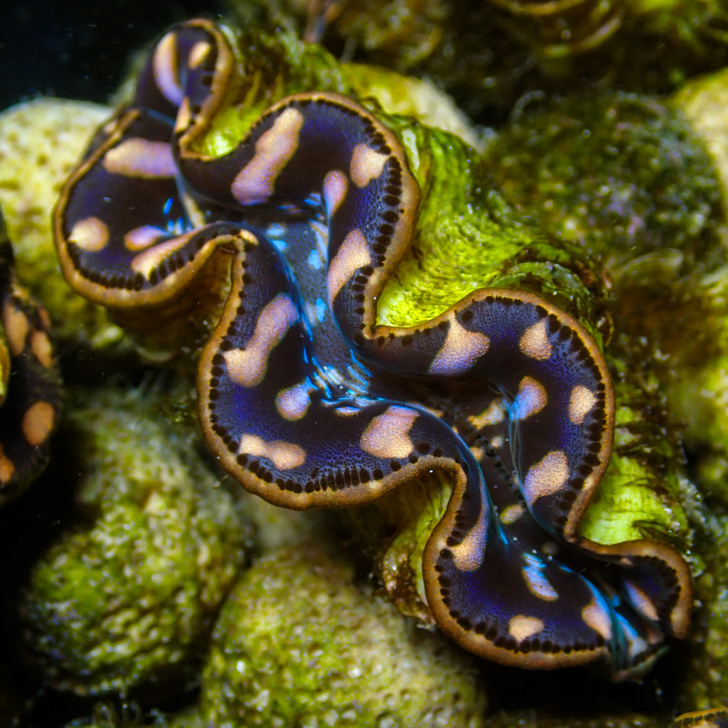 WYSIWYG Multicolor Blue Maxima Clam (1.5-2") - Corals Anonymous