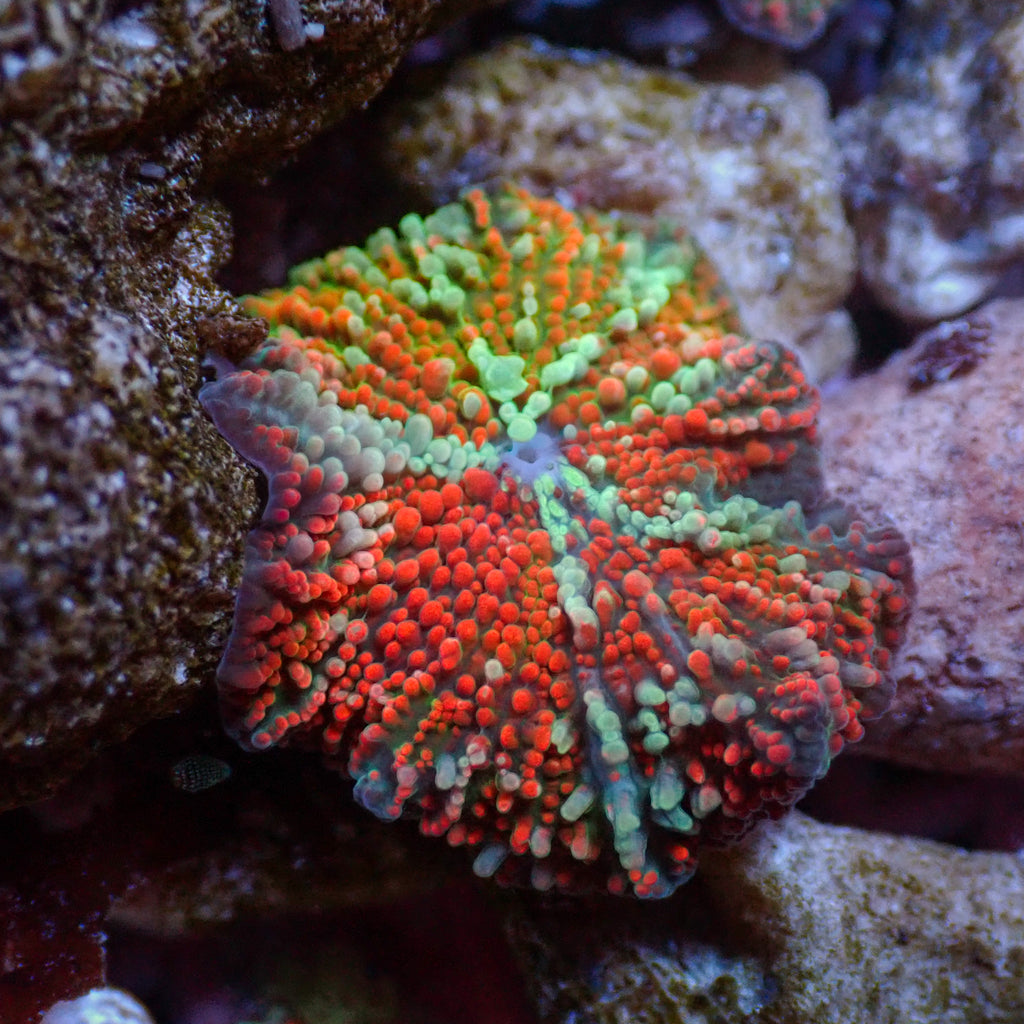 WYSIWYG Sun God Discosoma Mushroom - Corals Anonymous