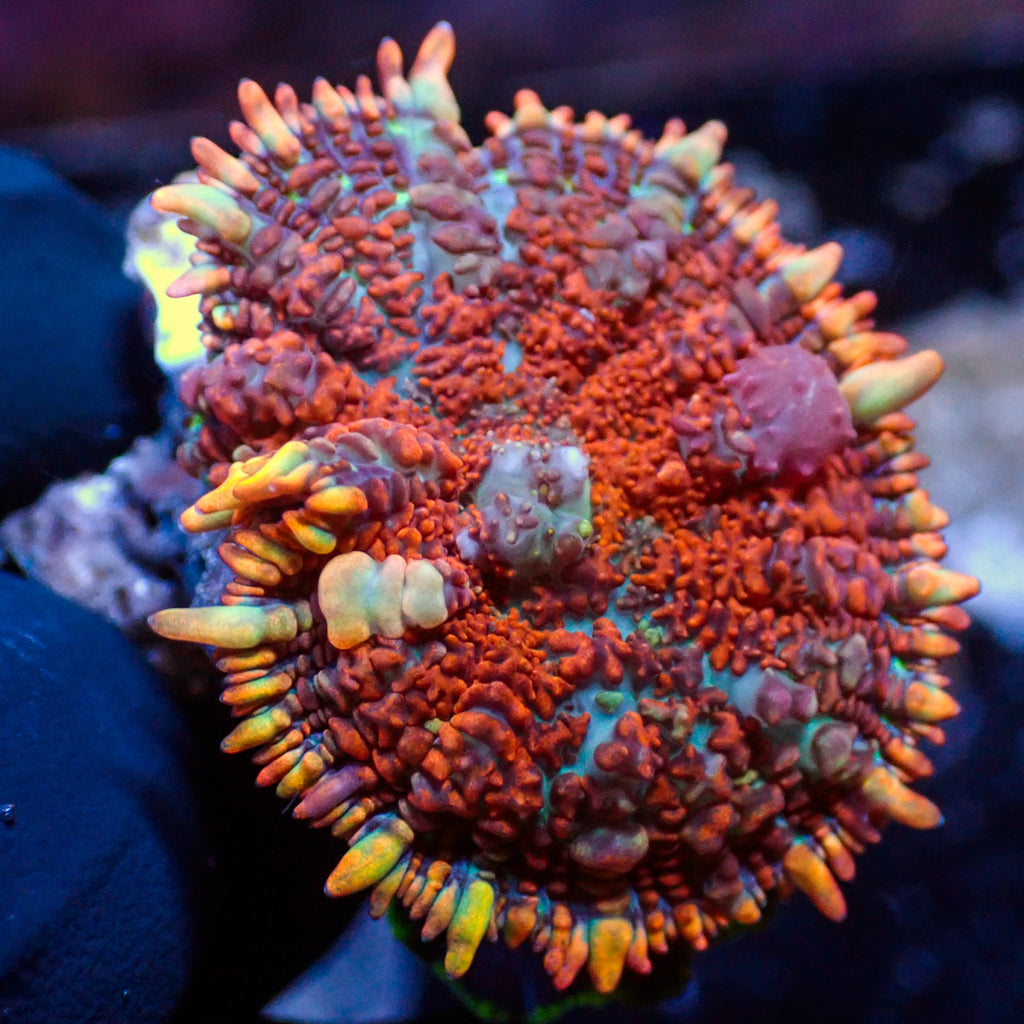 WYSIWYG Bounce Fiery Flame Rhodactis Mushroom - Corals Anonymous