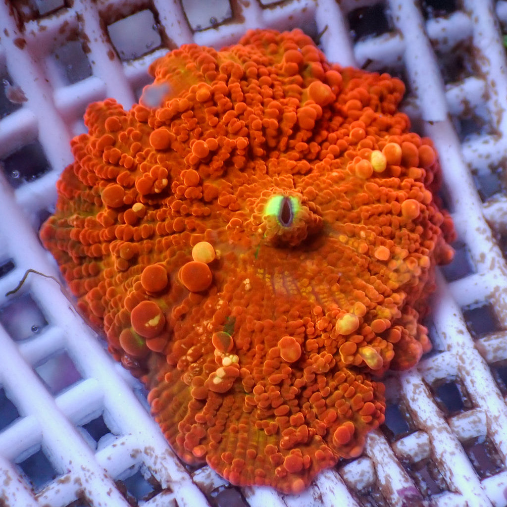 WYSIWYG Bounce Sorched Sun Discosoma Mushroom - Corals Anonymous