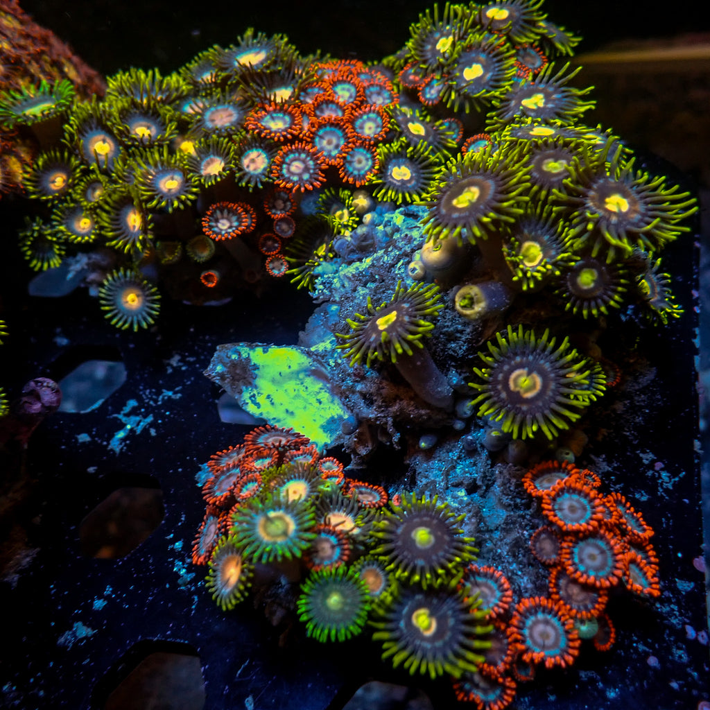 WYSIWYG Rainbow Zoa Combo Colony - Corals Anonymous