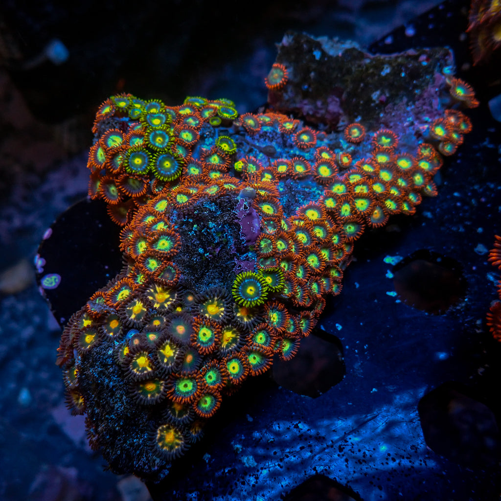 WYSIWYG Rainbow Zoa Combo Colony - Corals Anonymous